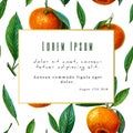 Citrus theme card template. card with citrus fruits and place for your text. illustration for your design. Royalty Free Stock Photo