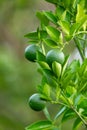 Citrus tree Citrus aurantium. Santander department, Colombia Royalty Free Stock Photo