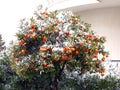 Citrus tree covered in snow