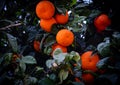 Citrus tree detail, orange fruits and foliage. Vivid vibrant colors