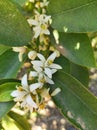 Citrus tree flowers Royalty Free Stock Photo