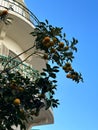 Citrus tree growing under a Bauhaus building in the background, Tel Aviv