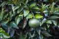 Citrus on the Tree