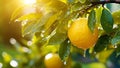 Citrus tree with orange fruit. Closeup citrus fruits in green garden background. Organic food with vitamins and healthy tropical Royalty Free Stock Photo