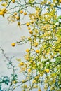 Citrus tree with orange fruits. Tangerines growing on a tree. Trifoliate orange Royalty Free Stock Photo