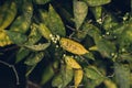 Citrus tree in the orchard affected fungus point disease.