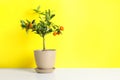 Citrus tree in pot on table against color background. Royalty Free Stock Photo
