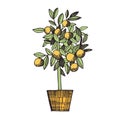 Citrus tree in a pot. Vector sketch illustration. Royalty Free Stock Photo