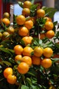 Citrus tree with ripe tangerines