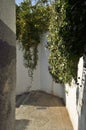 Citrus trees on white wall Royalty Free Stock Photo