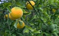 Citrus Trifoliata Fruit Royalty Free Stock Photo