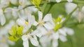 Citrus Trifoliata Or Poncirus Trifoliata. Lively Nature. Poncirus Trifoliata Flowering. Close up.