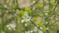 Citrus Trifoliata Or Poncirus Trifoliata. Lively Nature. Poncirus Trifoliata Flowering. Close up.