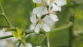 Citrus Trifoliata Or Poncirus Trifoliata. Lively Nature. Poncirus Trifoliata Flowering. Close up.