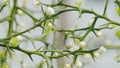 Citrus Trifoliata Or Poncirus Trifoliata. Lively Nature. Poncirus Trifoliata Flowering. Close up.
