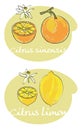 Citrus vector Royalty Free Stock Photo