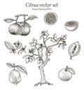 Citrus vector set hand drawing vintage style