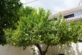 Citrus x limon tree with fruits grows in August. Rhodes Island, Greece Royalty Free Stock Photo