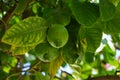 Citrus x limon tree with fruits grows in August. Rhodes Island, Greece Royalty Free Stock Photo