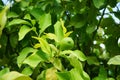 Citrus x limon tree with fruits grows in August. Rhodes Island, Greece Royalty Free Stock Photo