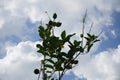 Citrus x limon tree with fruits grows in August. Rhodes Island, Greece Royalty Free Stock Photo