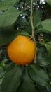 Citruses greenhouse at the Botanical garden in Bucharest - Orange tree Royalty Free Stock Photo