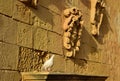 CITTADELLA, GOZO, MALTA - Oct 11, 2014: Pigeon resting on the facade of an old building in the Cittadella, Gozo