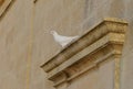 CITTADELLA, GOZO, MALTA - Oct 11, 2014: Pigeon resting on the facade of an old building in the Cittadella, Gozo