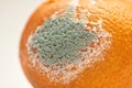 Citus fruit of Mandarin with mold Royalty Free Stock Photo