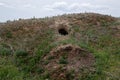 City of animals. colony of wild wild animals on hill, covered with labyrinth of holes. Rabbit holes. Foxholes. Animal burrows in Royalty Free Stock Photo