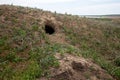 City of animals. colony of wild wild animals on hill, covered with labyrinth of holes. Rabbit holes. Foxholes. Animal burrows in Royalty Free Stock Photo