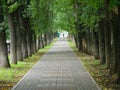 City Avenue, the Boulevard trail in the Park. Slender trees surround the alley creating a strict rhythm.