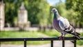 City bird. Grey pigeon (Columba livia) sitting on the metal fence in