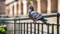 City bird. Grey pigeon (Columba livia) sitting on the metal fence in Tallinn