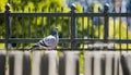 City bird. Grey pigeon (Columba livia) sitting on the metal fence in Tallinn city park