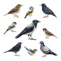 City bird watercolor illustration set. Hand drawn crow, sparrow, pigeon, blackbird, thrush outdoors park wildlife