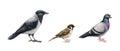 City birds illustration set. Hand drawn common crow, sparrow, pigeon urban avians. Realistic common city bird detailed