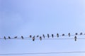 City birds line up on the electric cables with blue sky background