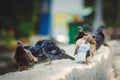 City birds pigeons on the street