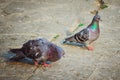 City birds pigeons on the street. The male takes care of the female