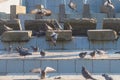 City birds pigeons walk in the park on the fountain on the sidewalk Royalty Free Stock Photo