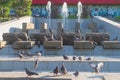 City birds pigeons walk in the park on the fountain on the sidewalk