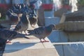 City birds pigeons walk in the park on the fountain on the sidewalk Royalty Free Stock Photo