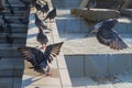 City birds pigeons walk in the park on the fountain on the sidewalk Royalty Free Stock Photo