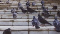 City birds pigeons walk on the stairs in the park Royalty Free Stock Photo