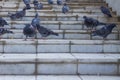 City birds pigeons walk on the stairs in the park Royalty Free Stock Photo