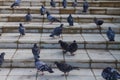 City birds pigeons walk on the stairs in the park Royalty Free Stock Photo