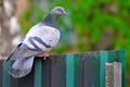 City Pigeons Hungry Looking for Food