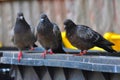 City Pigeons Hungry Looking for Food