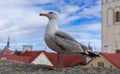 City birds